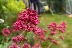 IMG-20250525-WA0039