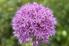 IMG-20250525-WA0045
