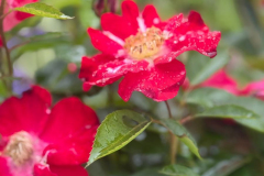 IMG-20250525-WA0049